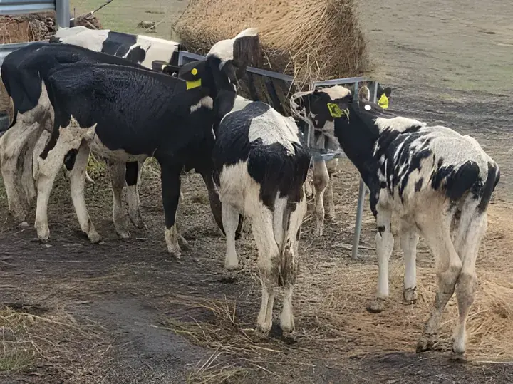 Calves feeding at a hay feeder in a paddock with hills behind